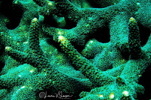 Green coral/Photographed with a Canon 60 mm macro lens at... by Laurie Slawson 